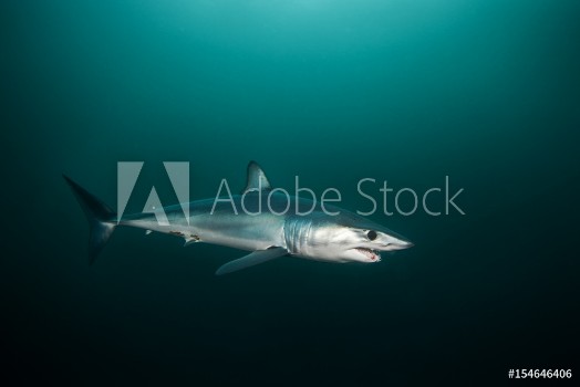 Picture of Mako shark Isurus oxyrinchus Atlantic ocean Simons Town South Africa
